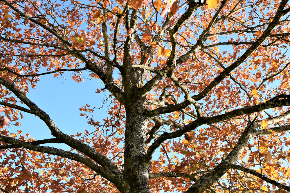Herbstlich "Baum im Herbst"
Verena
Schlüsselwörter: 2021
