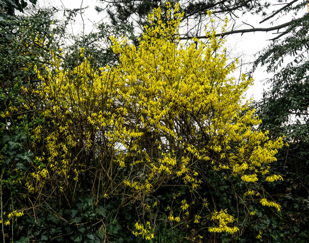 Bäume und Sträucher "Forsythia"
Verena
Schlüsselwörter: 2023