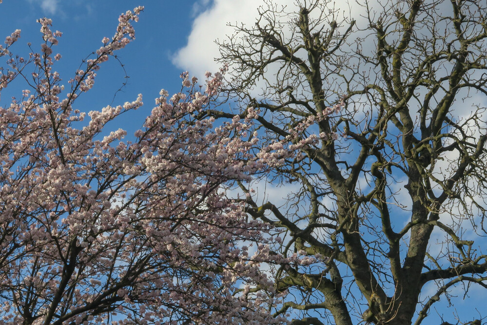 Frühlingserwachen "Frühlingstag°
Verena
