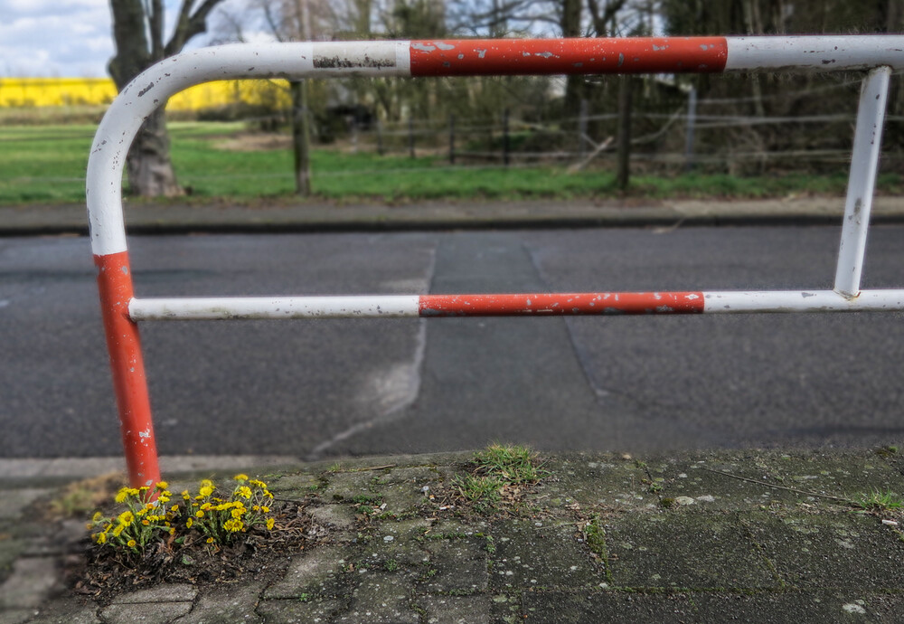 Frühlingserwachen "Huflattich, nicht beachtet am Straßenrand"
Verena
Schlüsselwörter: 2021