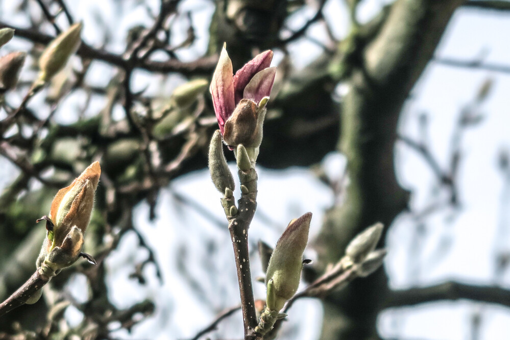 Frühlingserwachen "Magnolienknospe"
Verena
Schlüsselwörter: 2021