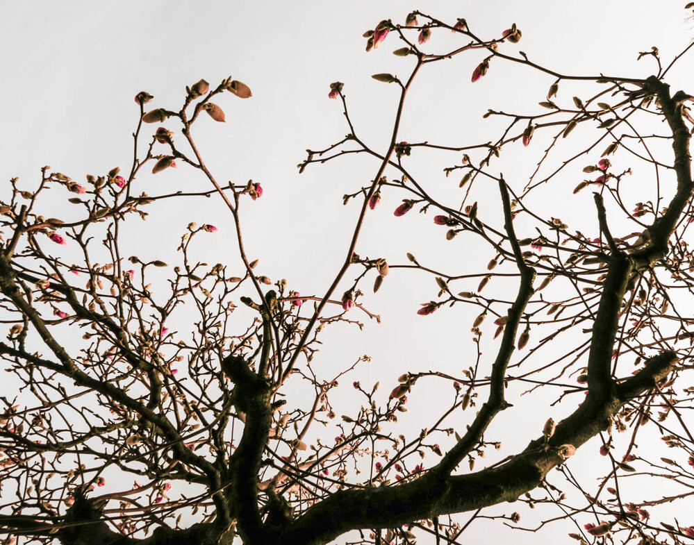 Bäume und Sträucher "Magnolienknospen"
Verena
Schlüsselwörter: 2023