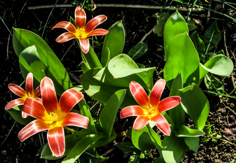 Frei " Mini Tulpen"
Verena
Schlüsselwörter: 2024