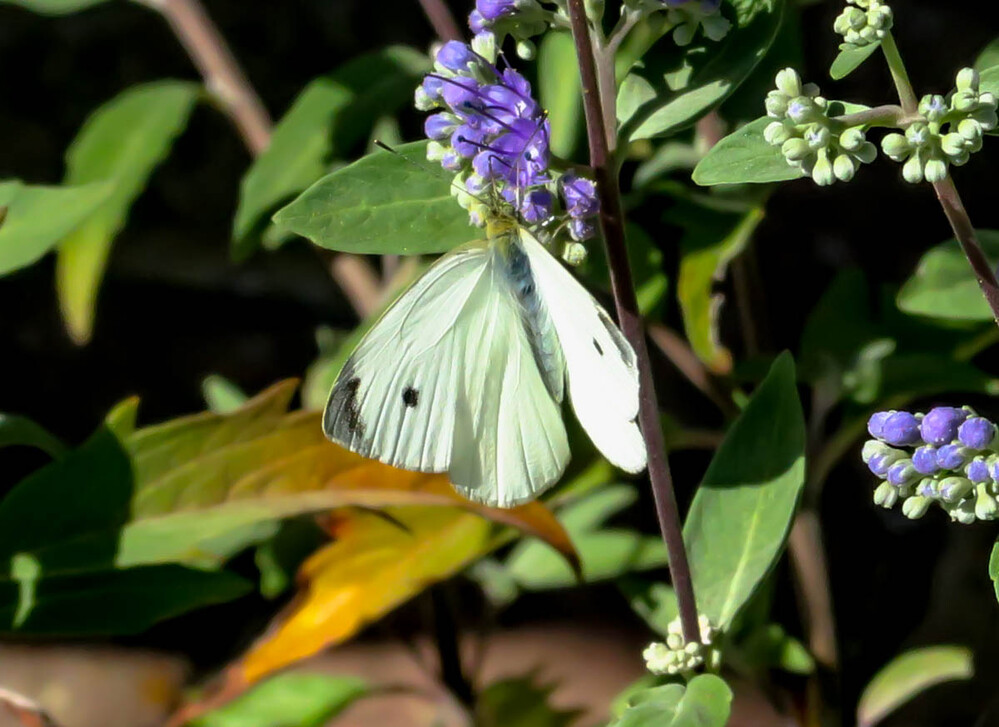 Tiere "Schmetterling"
Verena
Schlüsselwörter: 2022