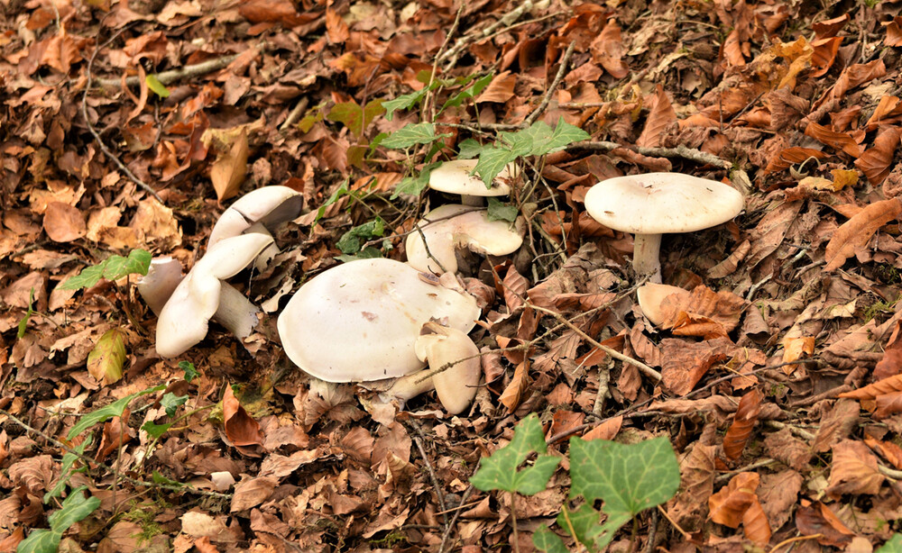 Herbstlich "Weiße Pilze"
Verena
Schlüsselwörter: 2021