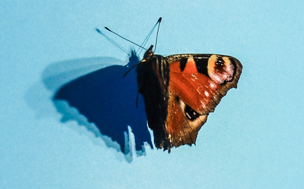 Schatten "Schmetterling"
Verena
Schlüsselwörter: 2021