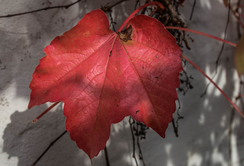 Herbstlich "Herbstblatt"
Verena
Schlüsselwörter: 2021