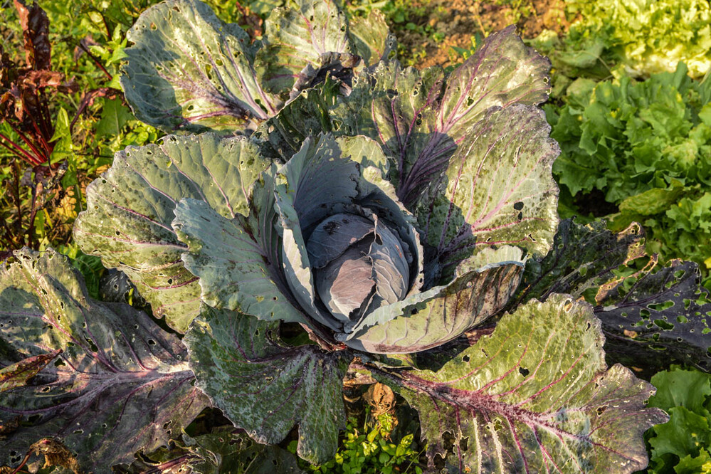 Herbstlich "Kohlkopf"
Verena
Schlüsselwörter: 2021