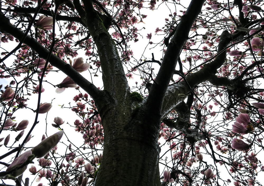 Bäume und Sträucher "Magnolienblüten"
Verena
Schlüsselwörter: 2023