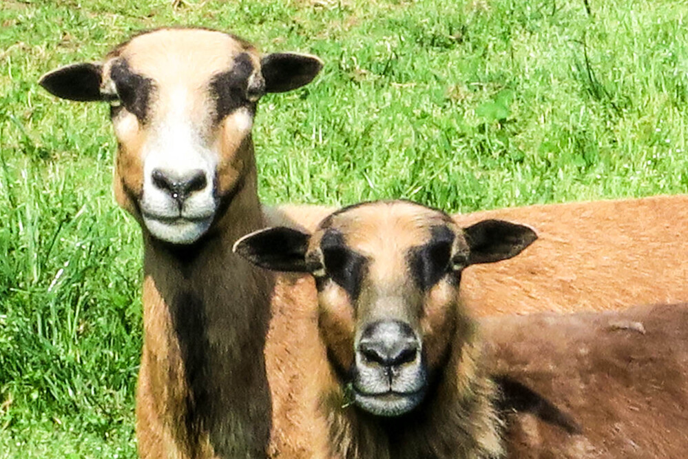 Tiere "was schaut ihr denn"
Verena
Schlüsselwörter: 2021