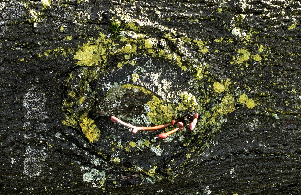 Februarfoto "Spross aus einem gefällten Baumstamm"
Verena
Schlüsselwörter: 2022