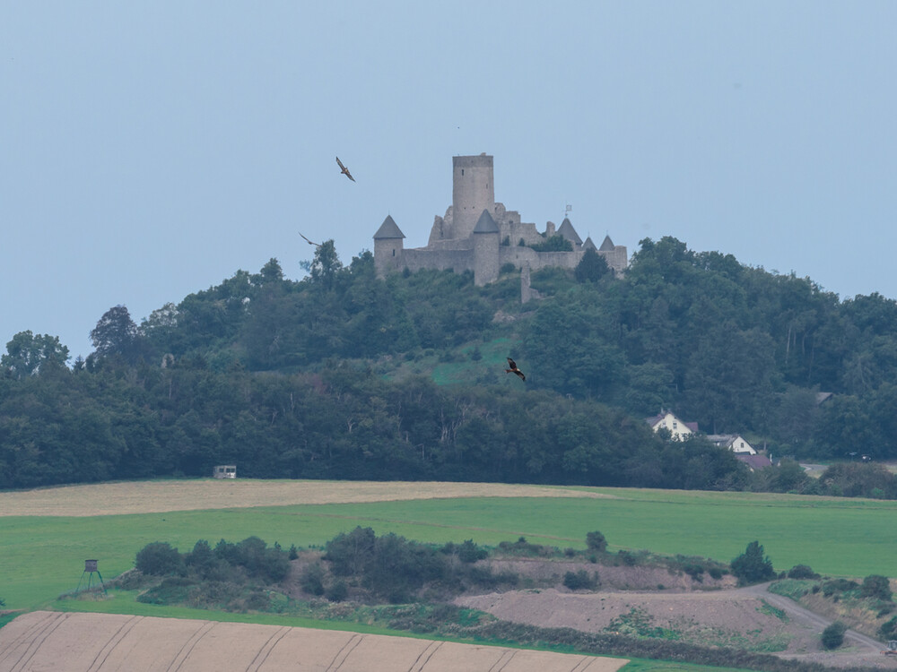 Zufallstreffer, Greife vor der Nürburg
Gerd
Schlüsselwörter: 2021