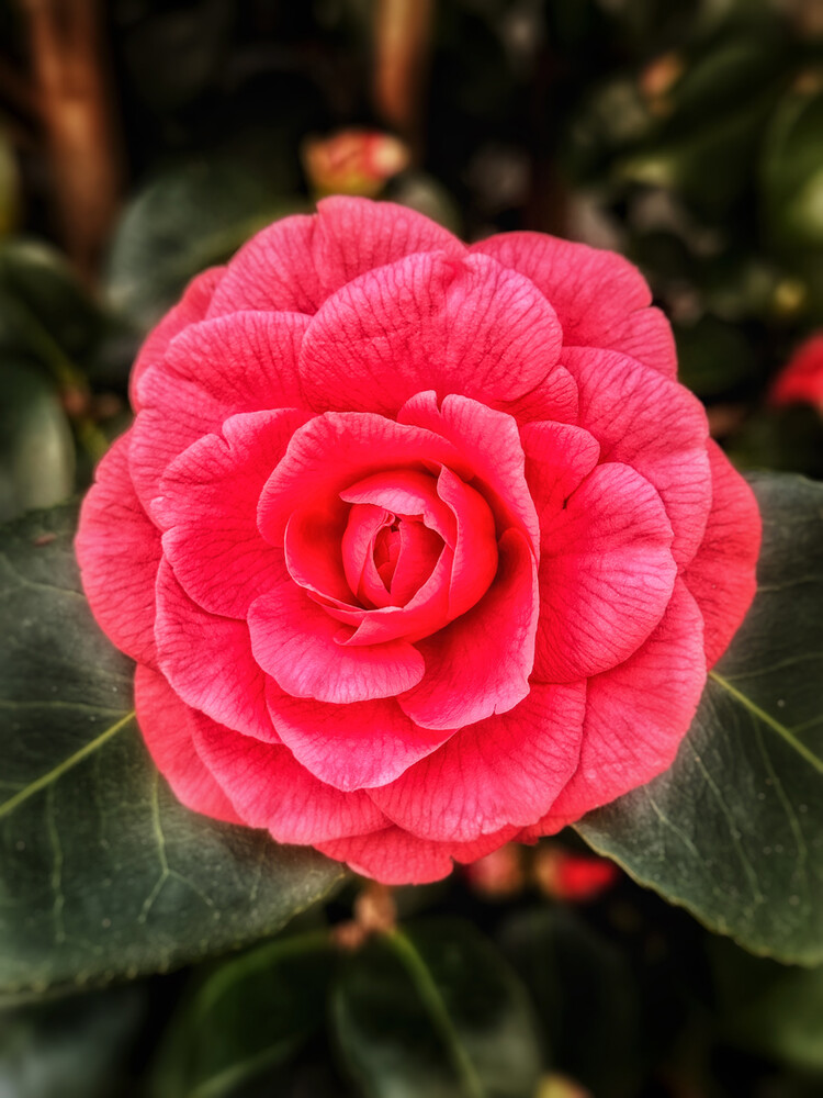 Frei "Camellia Japonica Lady Campbell"
Gerd
Schlüsselwörter: 2024