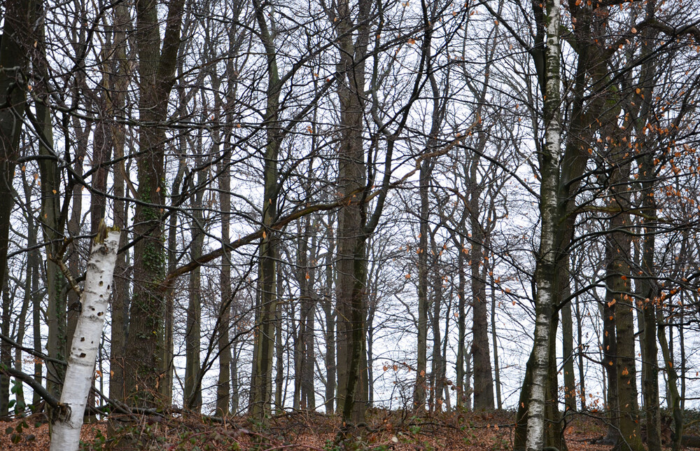 Bäume und Sträucher "Im Wald"
Perla
Schlüsselwörter: 2023