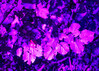 Dateiname=11_Verena_Lichtfestival_Schloss_Dyck_Lila_Blaetter.jpg
Dateigröße=315KB
Abmessungen: 1200x862
hinzugefügt am: 18. September 2021 11_Verena_Lichtfestival_Schloss_Dyck_Lila_Blaetter.jpg