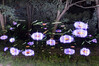 Dateiname=13_Streublumen_K-H_Hoepfner.jpg
Dateigröße=308KB
Abmessungen: 1200x800
hinzugefügt am: 28. September 2021 13_Streublumen_K-H_Hoepfner.jpg