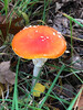 Dateiname=18_Jo_Fliegenpilz.jpg
Dateigröße=1011KB
Abmessungen: 900x1200
hinzugefügt am: 03. November 2022 18_Jo_Fliegenpilz.jpg