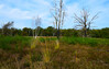 Dateiname=21_Verena_Leber_Heidelandschaft.jpg
Dateigröße=258KB
Abmessungen: 1200x762
hinzugefügt am: 03. November 2022 21_Verena_Leber_Heidelandschaft.jpg