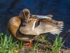 Dateiname=2_Gerd_Ente.jpg
Dateigröße=955KB
Abmessungen: 1200x900
hinzugefügt am: 29. März 2022 2_Gerd_Ente.jpg