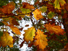 Dateiname=7_Verena_Leber___Herbstblaetter.jpg
Dateigröße=256KB
Abmessungen: 1200x905
hinzugefügt am: 03. November 2022 7_Verena_Leber___Herbstblaetter.jpg