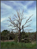 Dateiname=9_Elise_-_Es_war_einmal_ein_stolzer_Baum.jpg
Dateigröße=1055KB
Abmessungen: 907x1200
hinzugefügt am: 03. November 2022 9_Elise_-_Es_war_einmal_ein_stolzer_Baum.jpg