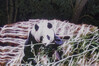 Dateiname=9_Panda_im_Nest_K-H_Hoepfner.jpg
Dateigröße=245KB
Abmessungen: 1200x800
hinzugefügt am: 28. September 2021 9_Panda_im_Nest_K-H_Hoepfner.jpg