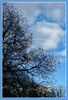 Dateiname=Elise_-Baum_bei_der_blauen_Stunde.jpg
Dateigröße=1275KB
Abmessungen: 818x1200
hinzugefügt am: 21. März 2023 Elise_-Baum_bei_der_blauen_Stunde.jpg