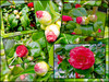 Dateiname=Elise_-Stationen_von_Knospen_bis_voller_Bluete_-_rot.jpg
Dateigröße=1129KB
Abmessungen: 1300x977
hinzugefügt am: 18. März 2024 Elise_-Stationen_von_Knospen_bis_voller_Bluete_-_rot.jpg