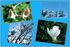 Dateiname=Elise_-Stationen_von_Knospen_bis_voller_Bluete_-_weiss.jpg
Dateigröße=1036KB
Abmessungen: 1600x1076
hinzugefügt am: 18. März 2024 Elise_-Stationen_von_Knospen_bis_voller_Bluete_-_weiss.jpg
