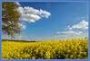 Dateiname=Elise_-_Ausblick_aus_dem_Rapsfeld.jpg
Dateigröße=1128KB
Abmessungen: 1200x826
hinzugefügt am: 15. Mai 2023 Elise_-_Ausblick_aus_dem_Rapsfeld.jpg