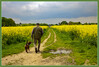 Dateiname=Elise_-_Einblick_ins_Rapsfeld.jpg
Dateigröße=1071KB
Abmessungen: 1200x813
hinzugefügt am: 15. Mai 2023 Elise_-_Einblick_ins_Rapsfeld.jpg