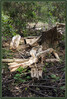 Dateiname=Elise_-_Sturmschaden_k-.jpg
Dateigröße=1297KB
Abmessungen: 815x1200
hinzugefügt am: 02. Juli 2024 Elise_-_Sturmschaden_k-.jpg