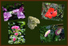 Dateiname=Elise_Blumen_unseres_Gartens.jpg
Dateigröße=999KB
Abmessungen: 1800x1215
hinzugefügt am: 18. Juli 2024 Elise_Blumen_unseres_Gartens.jpg