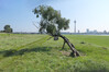 Fototour_Duesseldorf_Schuetzt_den_Baum___Manni.jpg