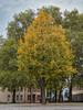 Dateiname=Gerd_Baeume_in_der_Stadt.jpeg
Dateigröße=2232KB
Abmessungen: 900x1200
hinzugefügt am: 15. Oktober 2024 Gerd_Baeume_in_der_Stadt.jpeg