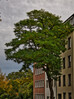 Dateiname=Gerd_Baeume_in_der_Stadt_2.jpeg
Dateigröße=1483KB
Abmessungen: 899x1200
hinzugefügt am: 22. Oktober 2024 Gerd_Baeume_in_der_Stadt_2.jpeg