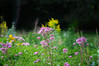 Dateiname=Gerd_Blumenwiese.jpeg
Dateigröße=1007KB
Abmessungen: 1200x800
hinzugefügt am: 07. August 2023 Gerd_Blumenwiese.jpeg