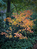 Dateiname=Gerd_Chlorophyllmangel.jpeg
Dateigröße=2016KB
Abmessungen: 900x1200
hinzugefügt am: 22. Oktober 2024 Gerd_Chlorophyllmangel.jpeg