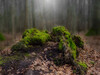 Dateiname=Gerd_Das_war_mal_ein_Baum.jpg
Dateigröße=926KB
Abmessungen: 1200x900
hinzugefügt am: 13. März 2023 Gerd_Das_war_mal_ein_Baum.jpg