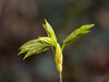 Dateiname=Gerd_Ein_neuer_Baum.jpg
Dateigröße=433KB
Abmessungen: 1200x900
hinzugefügt am: 04. April 2023 Gerd_Ein_neuer_Baum.jpg