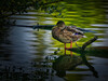 Dateiname=Gerd_Ente_im_Abendlicht.jpg
Dateigröße=916KB
Abmessungen: 1200x900
hinzugefügt am: 03. September 2022 Gerd_Ente_im_Abendlicht.jpg