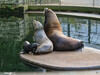 Dateiname=Gerd_Krefeld_Zoo_Babyboom.jpg
Dateigröße=1086KB
Abmessungen: 1200x900
hinzugefügt am: 09. Oktober 2023 Gerd_Krefeld_Zoo_Babyboom.jpg