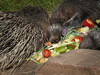 Dateiname=Gerd_Krefeld_Zoo_Nachwuchs_bei_Stachelschweins.jpeg
Dateigröße=2058KB
Abmessungen: 1200x900
hinzugefügt am: 05. Oktober 2023 Gerd_Krefeld_Zoo_Nachwuchs_bei_Stachelschweins.jpeg