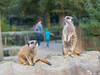 Gerd_Krefeld_Zoo_Spazieren_gucken.jpg