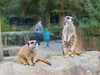 Dateiname=Gerd_Krefeld_Zoo_Spazieren_gucken.jpg
Dateigröße=1014KB
Abmessungen: 1200x900
hinzugefügt am: 13. Oktober 2023 Gerd_Krefeld_Zoo_Spazieren_gucken.jpg