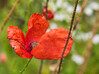 Dateiname=Gerd_Mohn.jpeg
Dateigröße=1263KB
Abmessungen: 1200x899
hinzugefügt am: 18. Juli 2024 Gerd_Mohn.jpeg