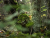 Dateiname=Gerd_Natur_pur.jpeg
Dateigröße=1272KB
Abmessungen: 1200x900
hinzugefügt am: 02. Juli 2024 Gerd_Natur_pur.jpeg