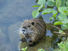 Dateiname=Gerd_Nutria_Portrait.jpeg
Dateigröße=1395KB
Abmessungen: 1200x900
hinzugefügt am: 15. August 2024 Gerd_Nutria_Portrait.jpeg