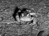 Dateiname=Gerd_Raubtier_in_freier_Wildbahn.jpg
Dateigröße=782KB
Abmessungen: 1200x900
hinzugefügt am: 19. Februar 2024 Gerd_Raubtier_in_freier_Wildbahn.jpg