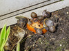 Dateiname=Gerd_Schnecken_beim_Dinner.jpg
Dateigröße=1087KB
Abmessungen: 1200x900
hinzugefügt am: 30. April 2023 Gerd_Schnecken_beim_Dinner.jpg